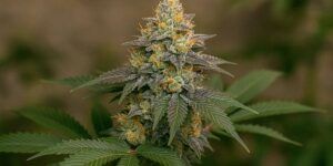 Grand cookies auto fem 89345