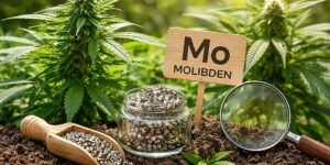 Molibden w konopiach